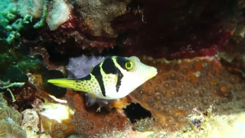 Ogasawara Pufferfish Stockbeeldmateriaal 332764981