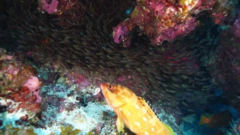 Ogasawara: Red Snapper, Yellowtail Snapper, and Other Predators Feeding on Stock Footage 332778683