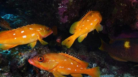 Ogasawara: Red Snapper, Yellowtail Snapper, and Other Predators Feeding on Stock Footage 332778703