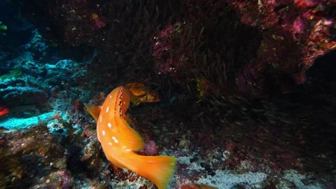Ogasawara: Red Snapper, Yellowtail Snapper, and Other Predators Feeding on Stock Footage 332778706