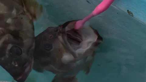 Ogasawara Red Snapper's Toothbrush Stock Footage 332777932