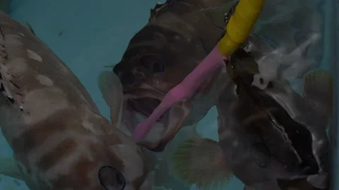 Ogasawara Red Snapper's Toothbrush Stock Footage 332777950