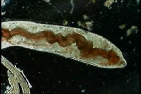 Ogliochaete worm Video stock 3500305