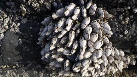 Oh barnacles Stock Photos