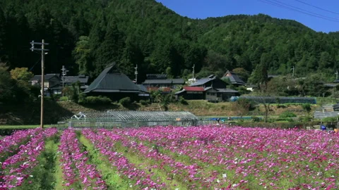 Oharu's Cosmos Vídeos de archivo 330602652