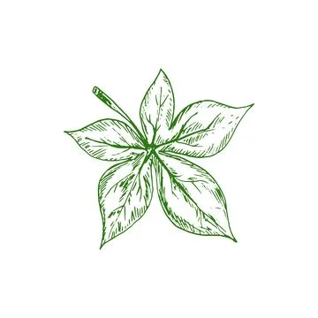 Ohio Buckeye verdant leafage isolated green plant Stock Illustration