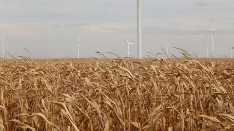 Ohio cornfield and wind mill farm Stock Footage 219972135