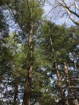 Ohio Forest 写真素材