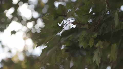 Ohio green oak tree branch leaves sway in wind slo mo Vídeos de archivo 321704555