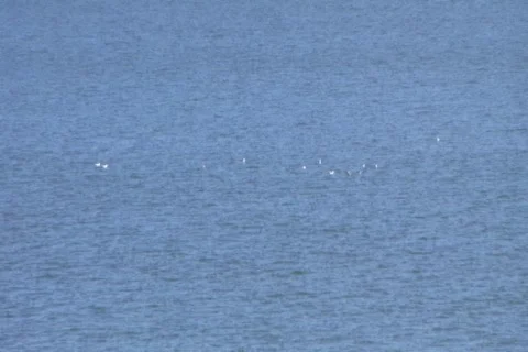 Ohio River Birds on Water Stock Footage
