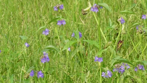 Ohio spiderwort Stock Footage 344280080
