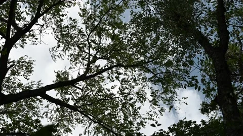 Ohio Tree Canopy in a Breeze Stock Footage 211870779
