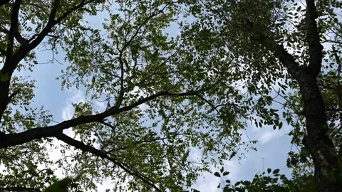 Ohio Tree Canopy in a Breeze Stock Footage 211870810