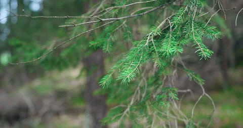 Ohlstadt, Bavaria, Germany - April 09, 2023: Pine tree branch closeup Stock Footage 238042753