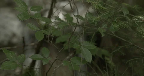 Ohlstadt, Bavaria, Germany - In the shadow of the forest (BT2100.ST2084, HDR PQ) Stock Footage 197052065