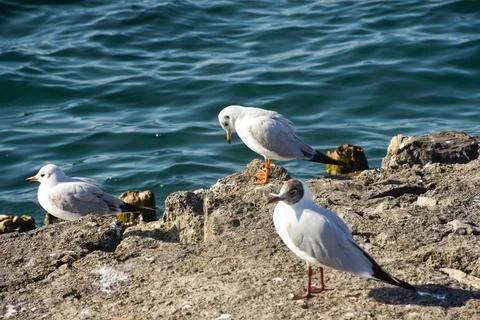Ohrid lake Stock Photos