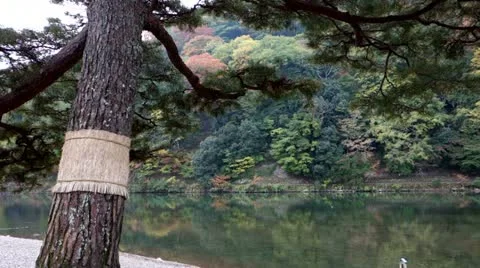 Oi River In Arashiyama Stock Footage 20536709