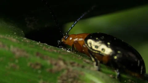 Oides Leaf Beetle (2 of 3) Stock Footage 29165189