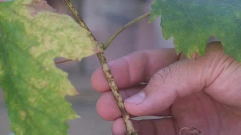 Oidium grape. Vine branches affected by the disease. Stock Footage 248511835