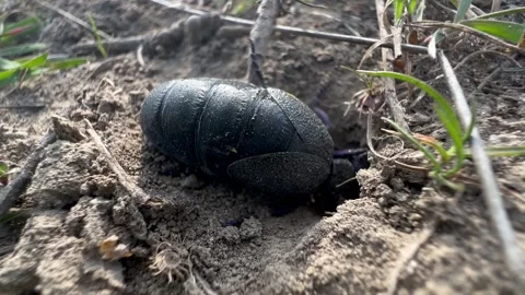 Oil Beetle Digging Into Sandy Soil, Extreme Macro Detail 스톡 동영상 338240633