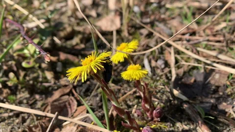 Oil beetle (Meloe proscarabaeus) eats the petals of coltsfoot 스톡 동영상 151953645