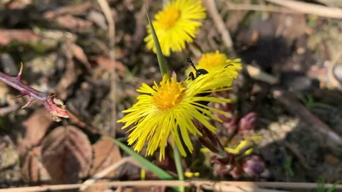 Oil beetle (Meloe proscarabaeus) eats the petals of coltsfoot. Parasite Vídeo Stock 151953710