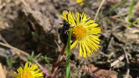 Oil beetle (Meloe proscarabaeus) eats the petals of coltsfoot. Parasite of wi Video stock 151953761