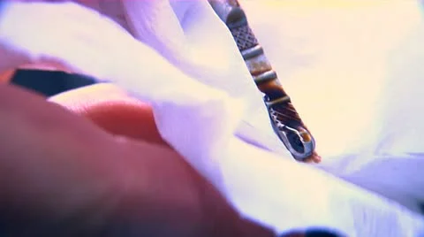 Oil dipstick Stock Footage 22664979