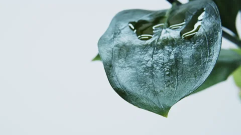 Oil drips from the leaf. Stock Footage 149736857