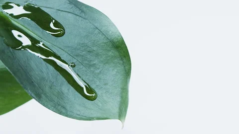 Oil drips from the leaf. Video stock 149737069