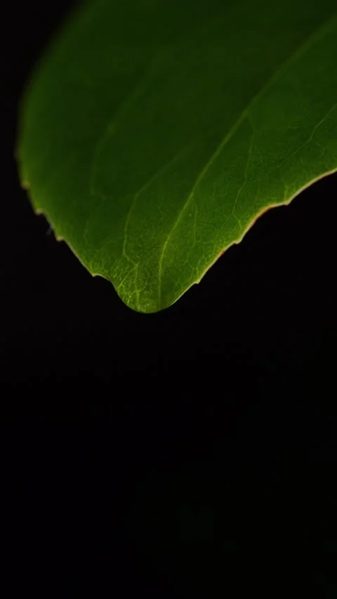 Oil drop falling down from leaf, herbal alternative medicine concept. Video stock 268874150