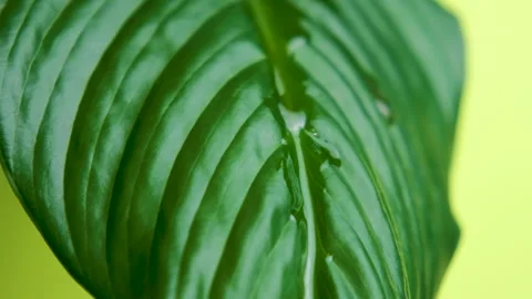 Oil drop on a green leaf close up. Essential herbal oil drop on green leaf. Stock Footage 148794214
