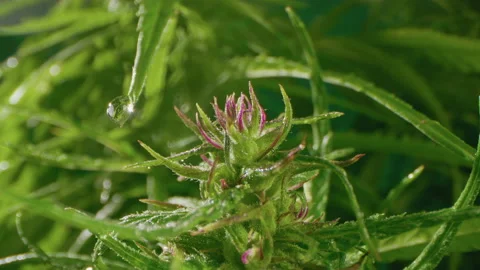 Oil drop from hemp leaf.  Bright and beautiful Ganja Flower Stock-Footage 143492210