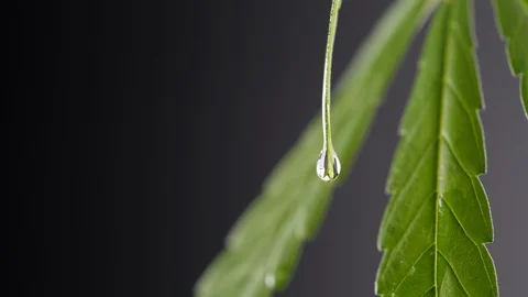 Oil drop from hemp leaf in slow motion Stock-Footage 129068764