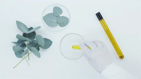 Oil from eucalyptus branches. Stock Footage 149181209