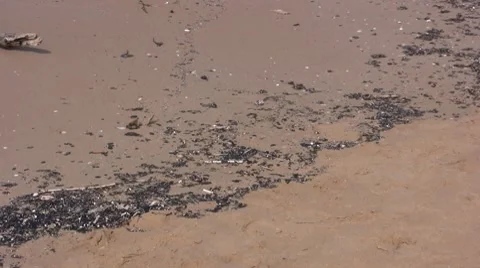 Oil on an italian beach Stock Footage 8564295