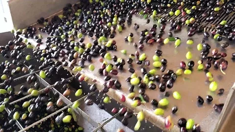 Oil mill defoliation machine process slow motion,olives rolling,extra virgin Stock Footage 119056031