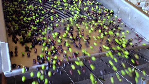 Oil mill defoliation machine process,olives rolling motion,italian extra virgin Stock Footage 119060366