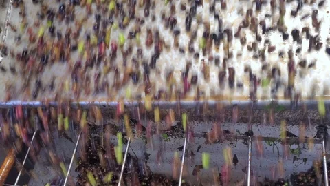 Oil mill defoliation machine process,olives rolling motion,italian extra virgin Stock Footage 120753376