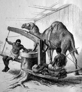 Oil mill mill with a camel running in a circle and two workers Zanzibar Island Stock Illustration