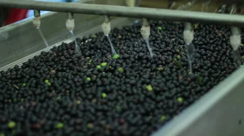 Oil mill - olive oil production Stock Footage