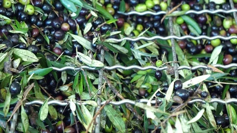 Oil mill - Process of production of extra virgin olive. Stock Footage 83242533