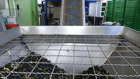 Oil mill - Process of production of extra virgin olive. Stock-Footage 83257723