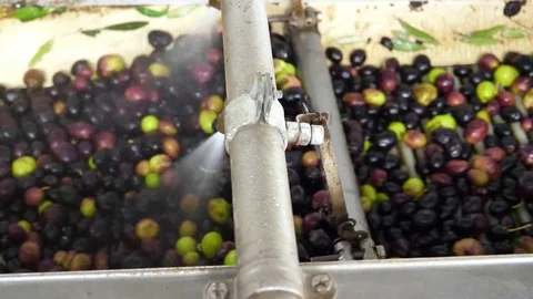 Oil mill - Process of production of extra virgin olive. Stock-Footage 83353516