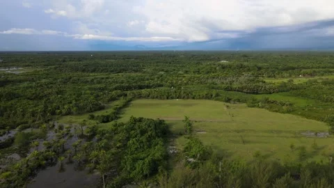 Oil Palm Fields From Sky Stock Footage 268670425