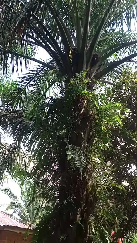 Oil palm Stock Footage 243252714