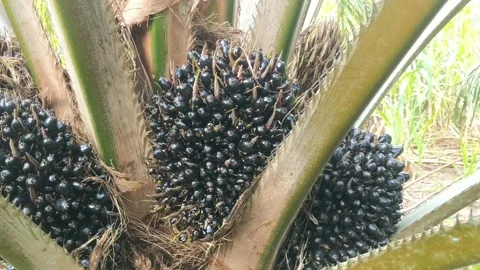 Oil palm fruit Stock Footage 273230087