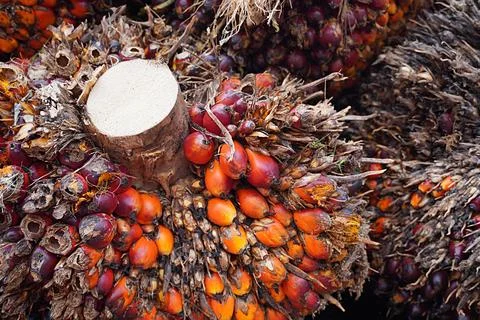 The oil palm fruit, the source of palm oil freshly harvested from the tree Stock Photos