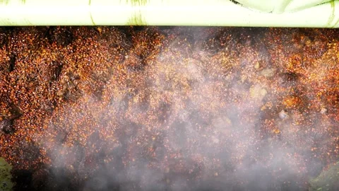 Oil Palm Fruit Sterilization, Hot Steam and Industrial Smoke Process Stock Footage 335703753