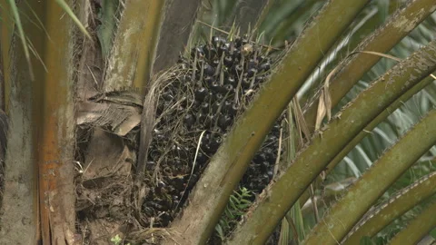 Oil Palm Fruit in Tree, Close, Indonesia Stock Footage 141598400